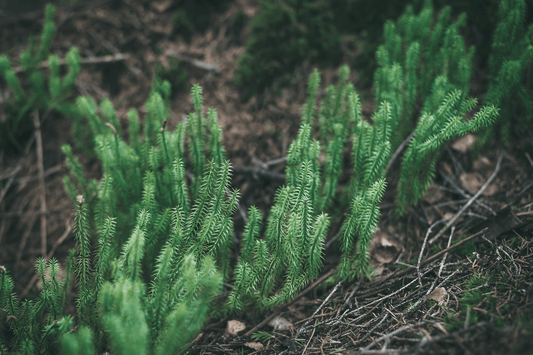 Huperzine China moss